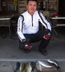 カマ磯　フカセでグレ・チヌ・アイゴの釣果