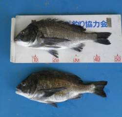 佐波賀道沿いでチヌの釣果