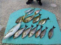 神谷沖一文字カゴ釣り釣果　青物も釣れています