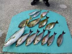 神谷沖一文字カゴ釣り釣果　青物も釣れていま…