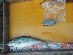 三尾、トップで久々にヒラマサの顔が拝めました