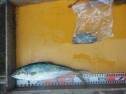 三尾、トップで久々にヒラマサの顔が拝めまし…