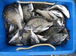 宮崎沖カセ、１０時頃から食いが立ちました