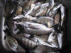 宮崎沖カセ、１０時頃から食いが立ちました