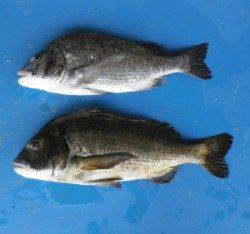 久美浜カセで年なしチヌ2枚、55cm&51cm！