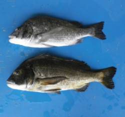 久美浜カセで年なしチヌ2枚、55cm&am…