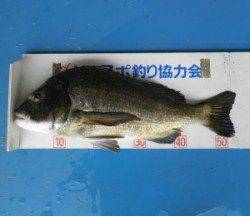 久美浜カセで年なしチヌ2枚、55cm&51cm！