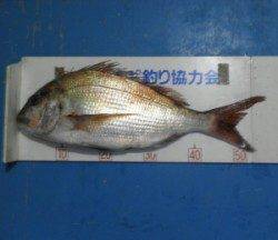 舞鶴田井の磯・毛島でマダイ56.8cm　