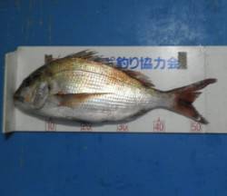 舞鶴田井の磯・毛島でマダイ56.8cm　