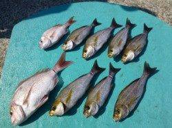 沖一文字外むきで良型イサギにマダイも釣れています　