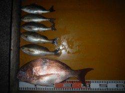 三尾の磯・立島　カゴ釣りで42cmマダイGET