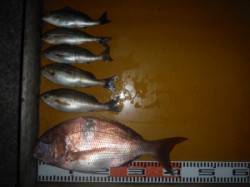 三尾の磯・立島　カゴ釣りで42cmマダイG…