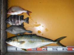 カゴ釣りでヒラマサ60cm&フカセ…