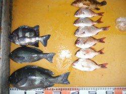 カゴ釣りでヒラマサ60cm&フカセでグレ36cm(^_^)/　三尾の磯