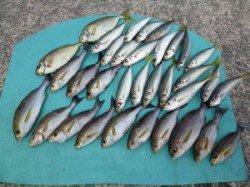 沖一文字外＆内向き　カゴ釣りでイサギ・マルアジ・アイゴ