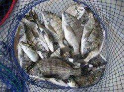 久美浜　宮崎沖カセでチヌ数釣れています　