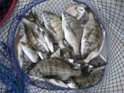 久美浜　宮崎沖カセでチヌ数釣れています　