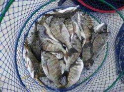 久美浜　宮崎沖カセでチヌ数釣れています　