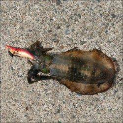 日引イカダのチヌ&舞鶴湾内のアオリイカ釣況