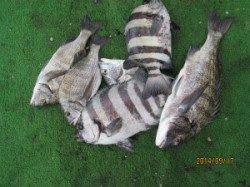 田井の沖イカダ　チヌとイシダイの釣果