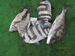 田井の沖イカダ　チヌとイシダイの釣果