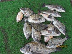 田井の沖イカダ　チヌとイシダイの釣果