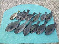 沖一文字内向き　カゴ釣りでアイゴ・グレ