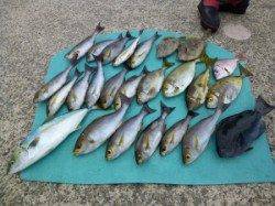ヒラバエにてカゴ釣りでイサギ・ハマチなど　今のイサギは美味しいです