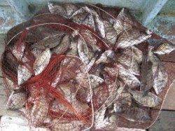 宮崎沖カセでチヌ80匹　ボラに割られるためダンゴは固めが◎