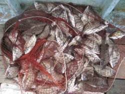 宮崎沖カセでチヌ80匹　ボラに割られるため…