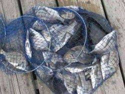 宮崎沖カセでチヌ80匹　ボラに割られるためダンゴは固めが◎