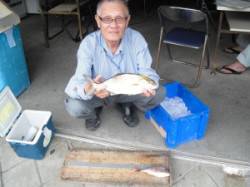 カマ磯にてノマセ釣りでシオの釣果