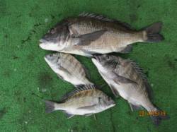 田井のチヌカカリ釣り　一文字前イカダ2号、…