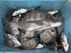 田井のチヌカカリ釣り　一文字前イカダ2号、丸貝で年なし53cm！