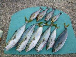 ヒラバエにてカゴ釣りでツバス・イサギ・アイゴ