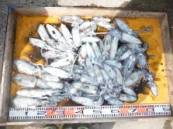 三尾の磯 渡船利用のエギングで好釣果