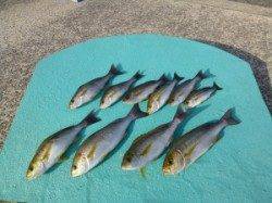 神谷一文字　カゴ釣りでイサギの釣果