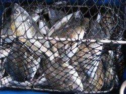 久美浜のチヌ釣り　宮崎沖カセ、宮崎筏での釣果