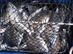 久美浜のチヌ釣り　宮崎沖カセ、宮崎筏での釣…