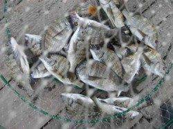 久美浜のチヌ釣り　宮崎沖カセ、宮崎筏での釣果