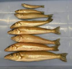 ヒロセオートキャンプ場　投げ釣りでキス25…