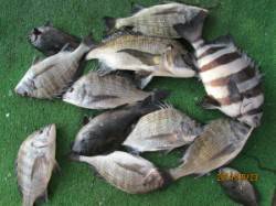 田井　一文字前イカダ1号、2号イカダでのチ…