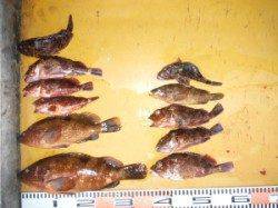 三尾の磯・立島にてロックフィッシュで34cmのアコウ＆ガシラ