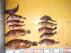 三尾の磯・立島にてロックフィッシュで34c…