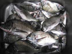 久美浜　チヌかかり釣り　風強くアタリがとり…