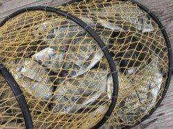 久美浜　チヌかかり釣り　風強くアタリがとりにくい日でした