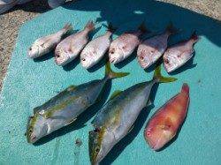 カゴつりで青物！神谷一文字での釣果