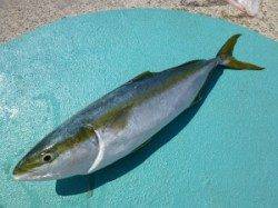 神谷沖一文字内でルアーゲーム楽しめます！