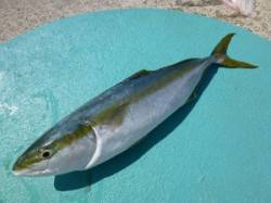 神谷沖一文字内でルアーゲーム楽しめます！