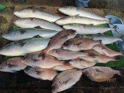 釣り堀で青物&鯛が大漁です♫田井観光フィッシング